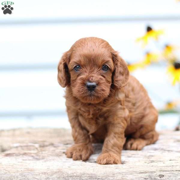 Tess, Cavapoo Puppy